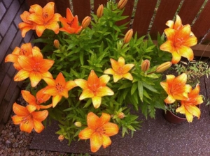 Orange lillies