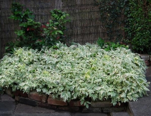 Variegated ground elder and mahonia, brightening up a really dark, plant-unfriendly part of the...