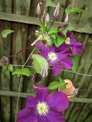 Clematis Warsaw Nike