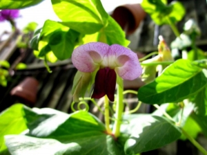 Golden Sweet Mangetout Flower