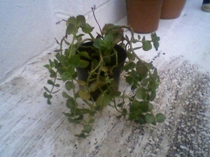 The Ugly Plant!