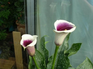 calla