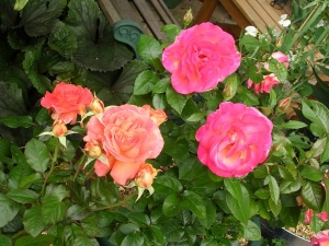 roses Caritas (left ) and Sheilas Perfume