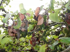 P7180715 (Medium) Die back of new growth on apple