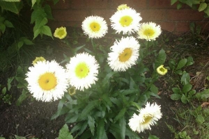 Shasta Daisy Leucanthemum Real Galaxy