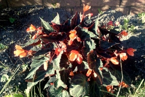 Begonia Glowing Embers