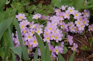 Primula sieboldii
2011 006