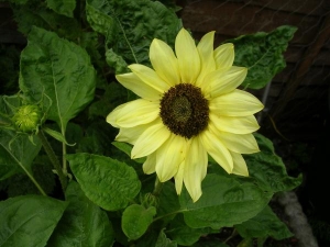 dwarf sunflower