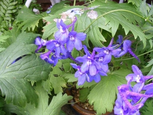 larkspur bright blue