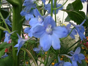 larkspur sky blue