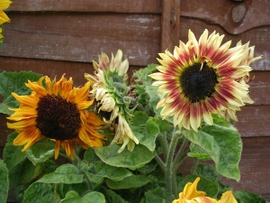 more dwarf sunflowers