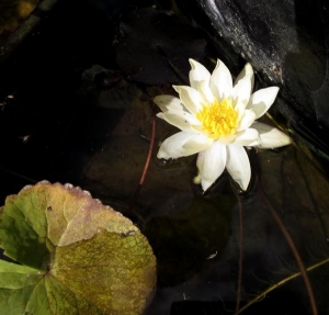 Nymphaea Pygmaea Helvola