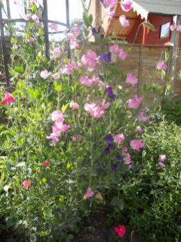 The sweet peas are lovely this year