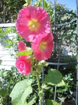 Pretty hollyhocks.