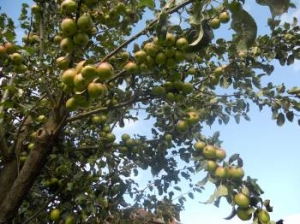 The fullest the apple tree has ever been.