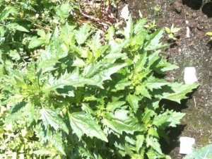 Weed or an unknown (to me) veg??