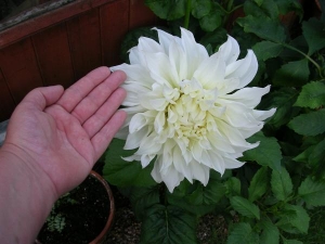 dinner plate dahlia