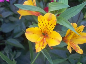 Alstroemeria