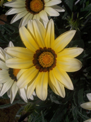 Gazania 2