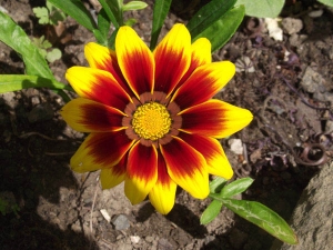 Gazania 1