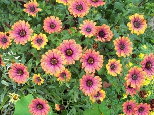 Osteospermum