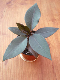 Plumeria '105'
Grown from seed