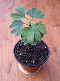 Gingko
Grown from seed