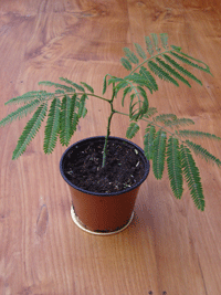 Silk tree
Grown from seed