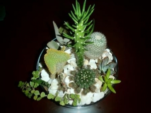 cacti dish garden 1