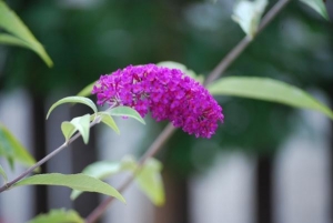 Buddleia Royal Red