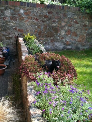 My cat likes to sit in the flower beds lol...