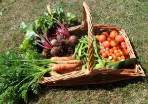 Crop basket 2011