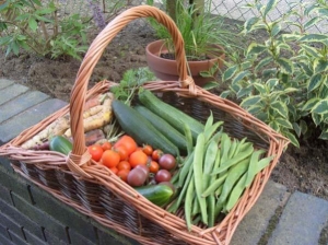 A Chesterfield garden/allotment