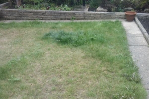 Does anyone know what this patch of grass is?