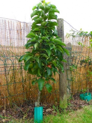 Miniature Apple tree (3 feet high)