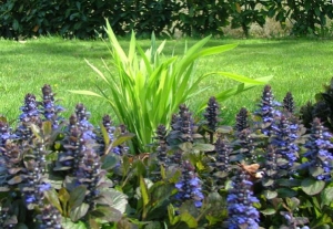 Ajuga Reptons