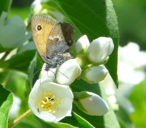 philadelphus