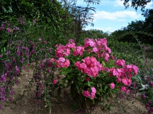 Barn garden