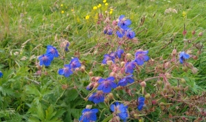 Wild geranium