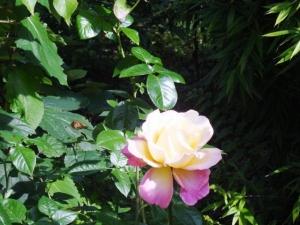 DSC02078 (640x480) Can anyone identify this rose please?It is a hybrid tea.