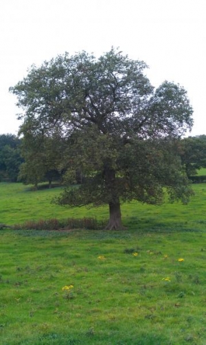 Oak tree