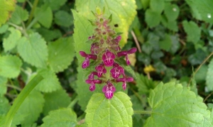 Woodland woundwort