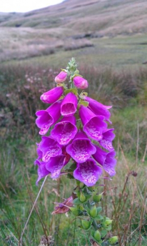 Fox glove - Digitalis purpurea.
saddleworth moor..October 5th.