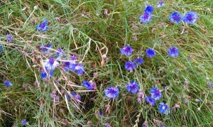 Cornflower - Centaurea cyanus