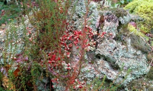 Lichens and heather - delamere forest