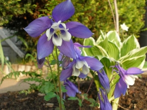 Aquilegia