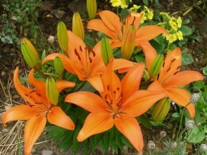 Aztec Lily