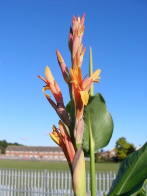 Canna Altensteinii