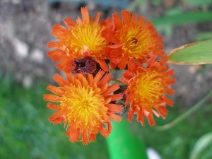 Hawkweed