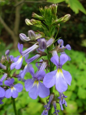 Lobelia 'Deft Blue'